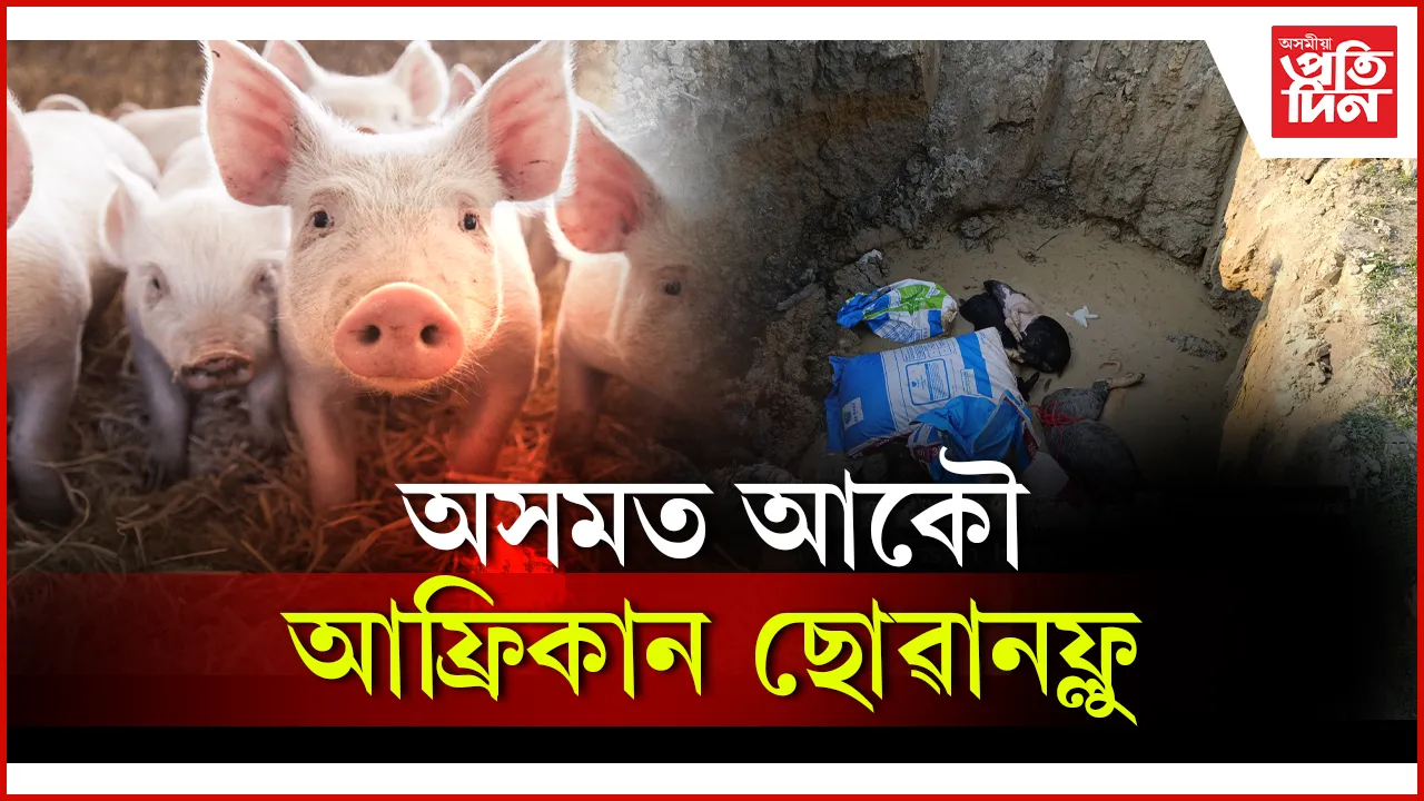অসমত আকৌ আফ্ৰিকান ছোৱানফ্লু