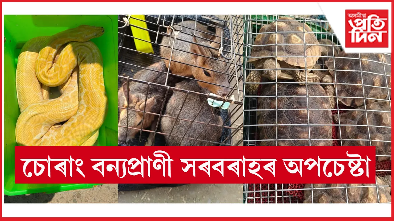 মিজোৰামৰ ম্যানমাৰ সীমান্তত ৩১ টা বিদেশী জন্তু জব্দঃ গ্ৰেপ্তাৰ ম্যানমাৰৰ তিনি চোৰাং ব্যৱসায়ী