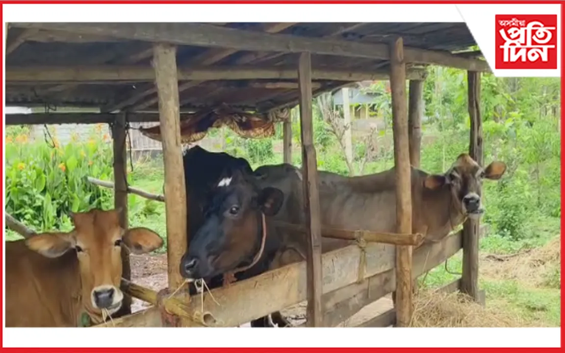 ৰাজ্যত অব্যাহত আছে চোৰাং গৰুৰ চিণ্ডিকেট 