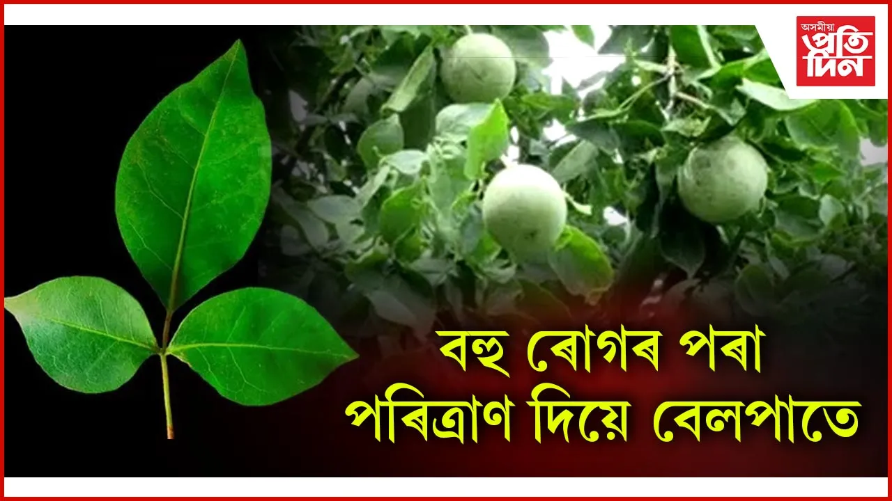 বেলপাত
