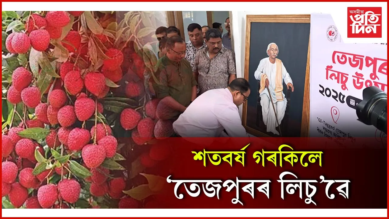শতবৰ্ষ গৰকিলে 'তেজপুৰৰ লিচু'ৱে