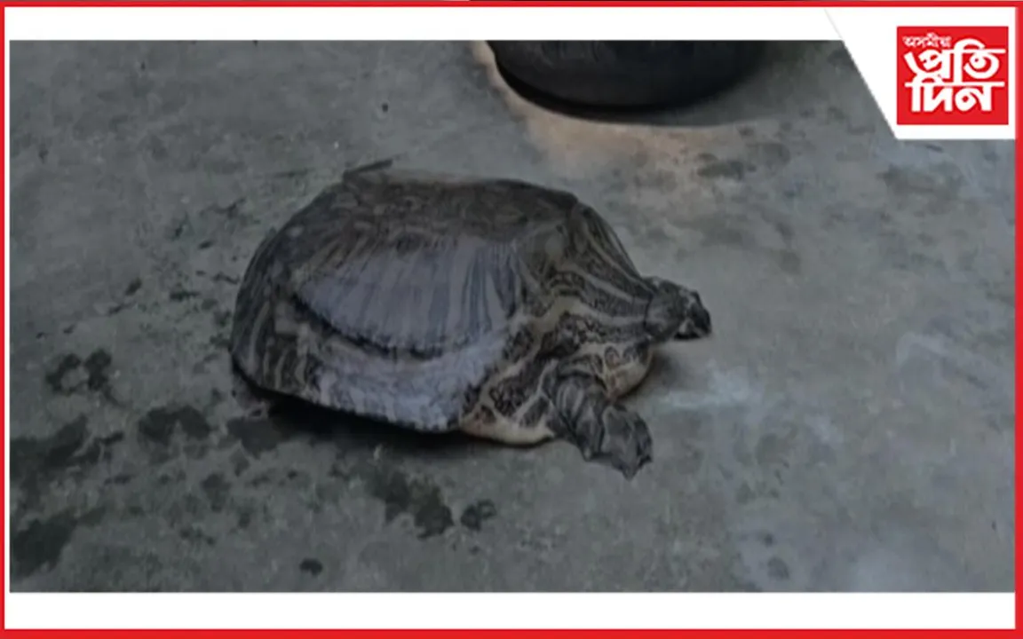 মঙলদৈত উদ্ধাৰ বিৰল প্ৰজাতিৰ কাছ