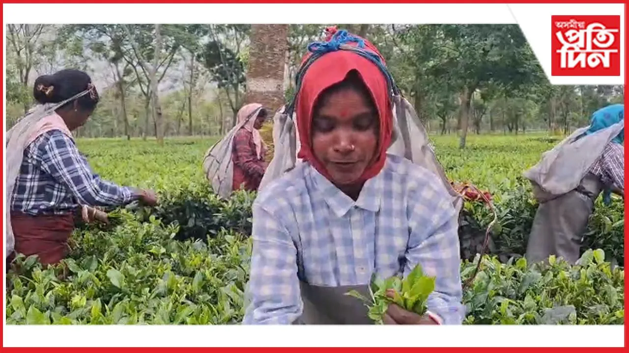 গৰমৰ বাবে সলনি হ'ল চাহ বাগিছাৰ দৈনিক কৰ্মসূচী