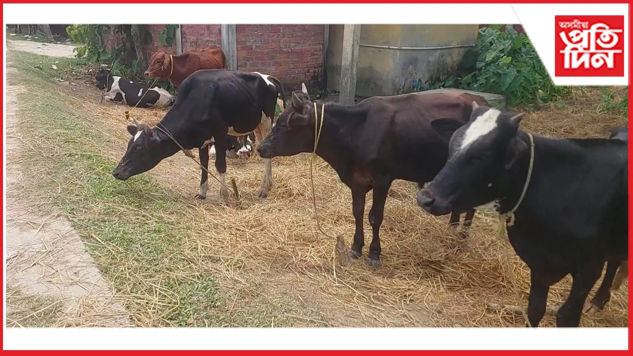 বৰপেটাত অব্যাহত আছে চোৰাং গৰুৰ ৰমৰমীয়া বেহাঃ মেঘালয়লৈ নিয়াৰ পথত ৫৩ টা গৰু জব্দ