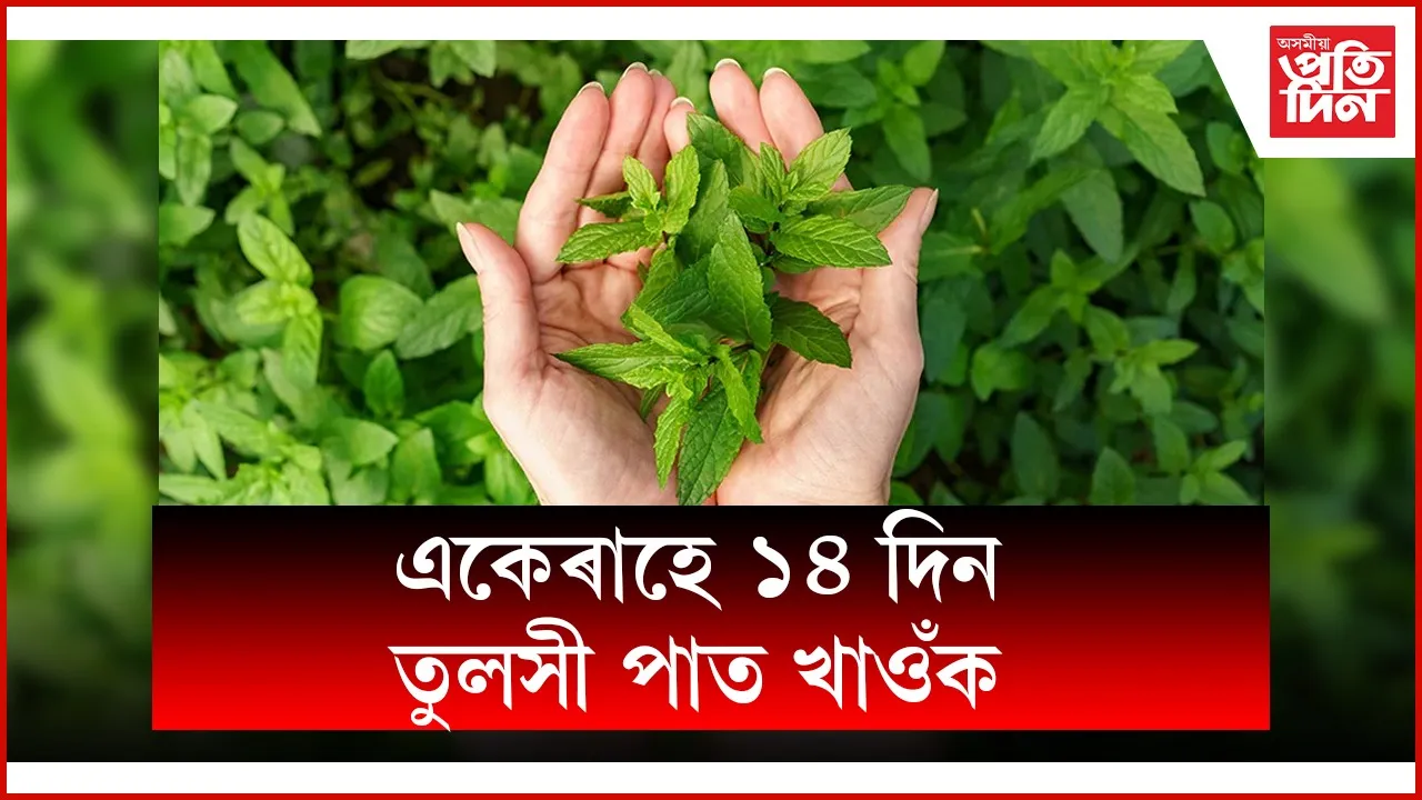 web ap tulsi