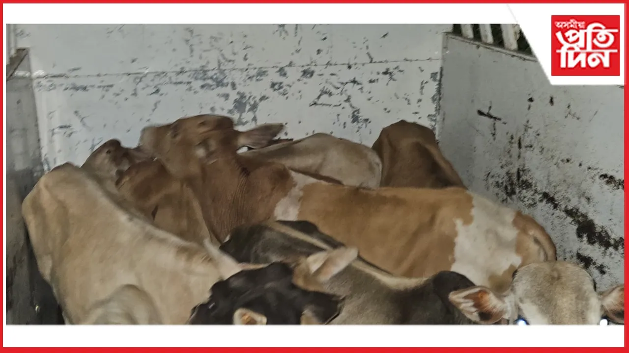 কামপুৰত চোৰাং গৰু ভৰ্তি বলে'ৰ পিকাপ জব্দঃ তিনিজনক গ্ৰেপ্তাৰ