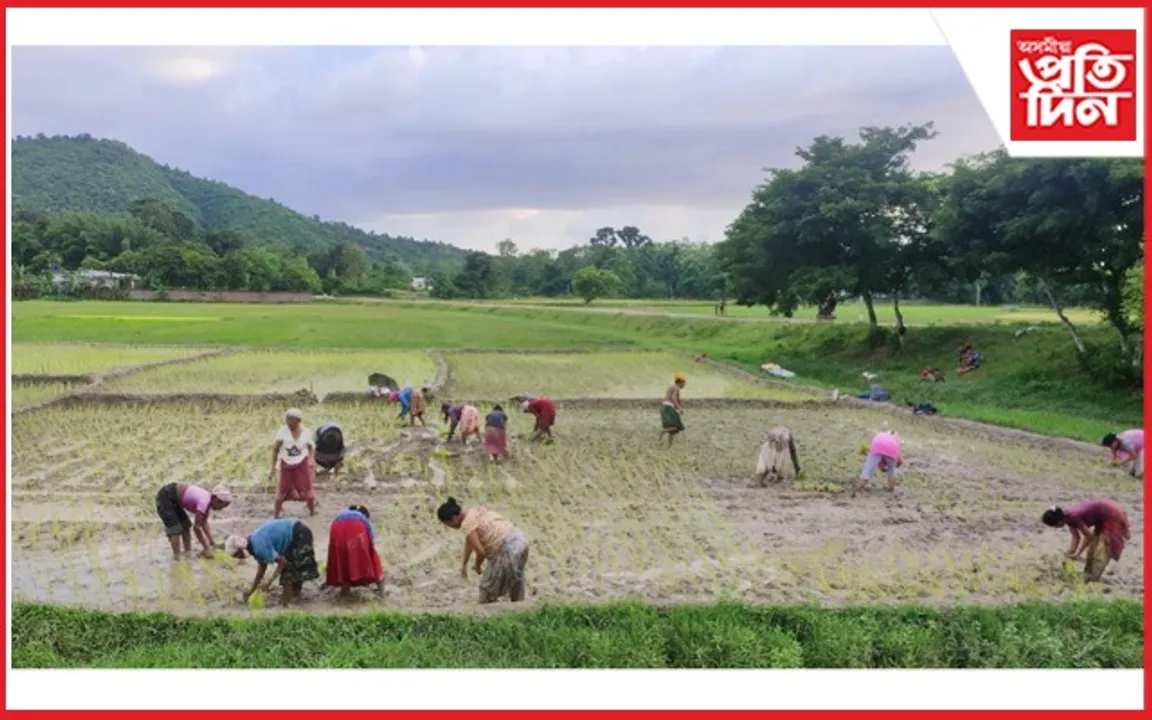 বঢ়মপুৰৰ প্ৰান্তে-প্ৰান্তে পালিকঠীয়া ৰোৱাত ব্যস্ত জাক-জাক ৰোৱনী