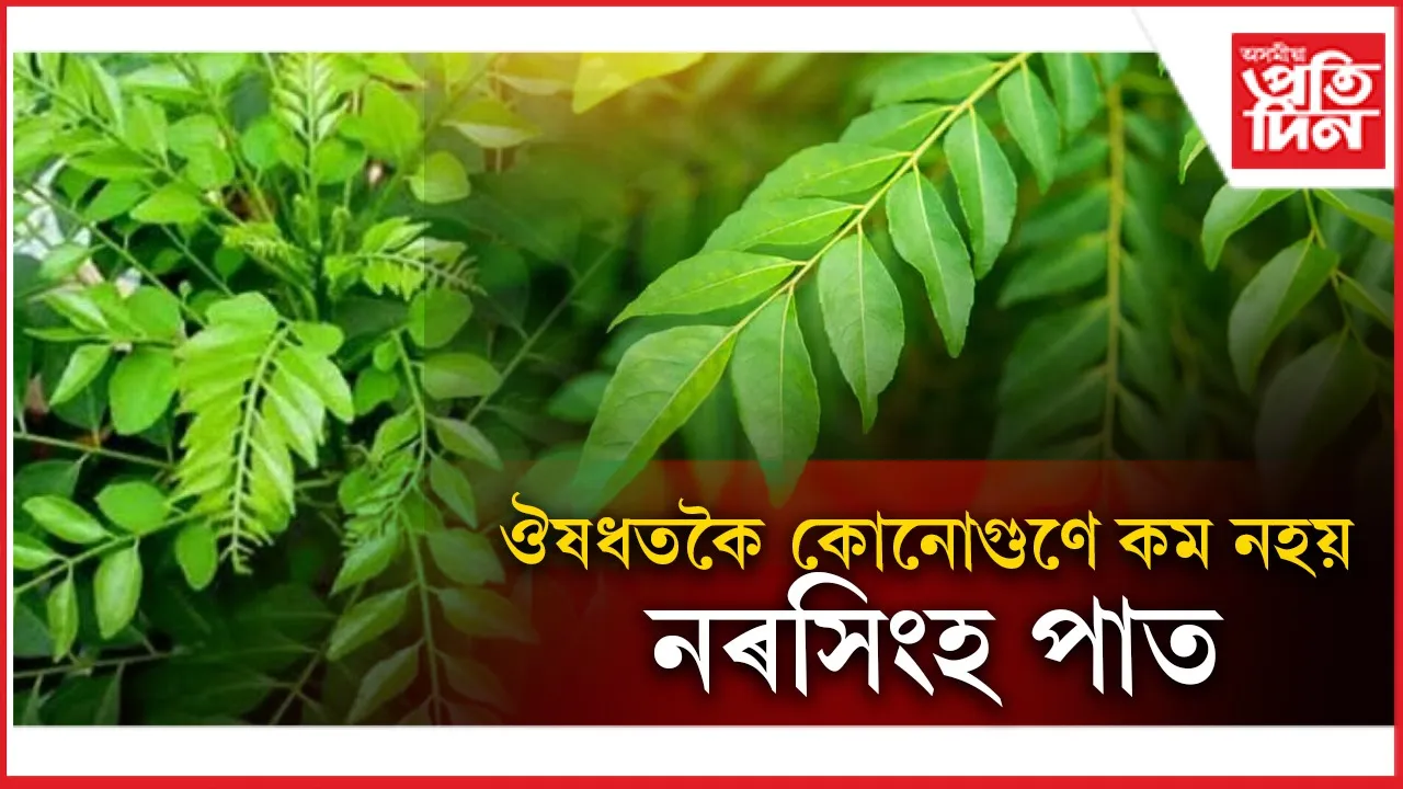 নৰসিংহ পাত