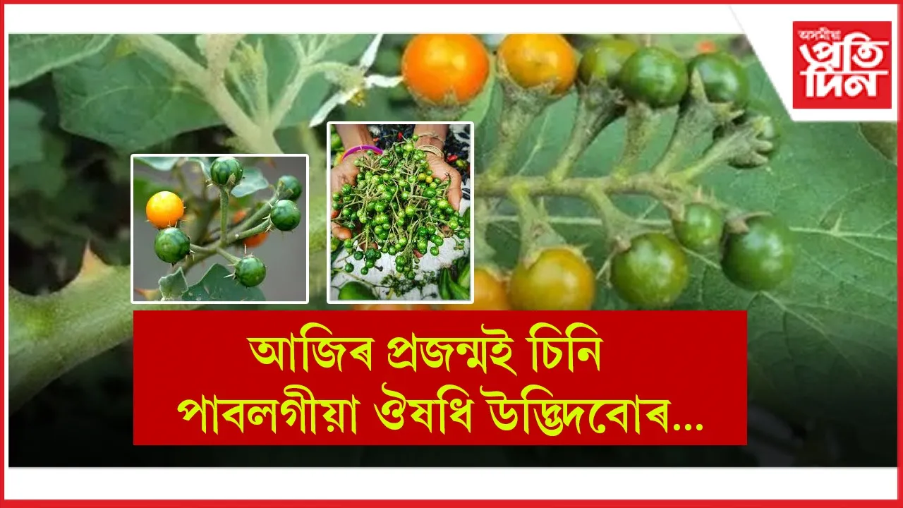 ঔষধি উদ্ভিদ seo (1)