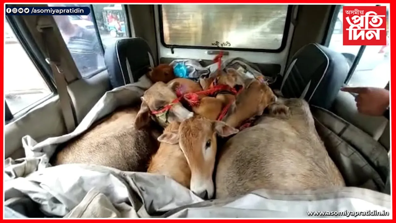 দেৱালীৰ উলহ-মালহৰ মাজতেই বোকাখাতত চোৰাং গৰু জব্দ