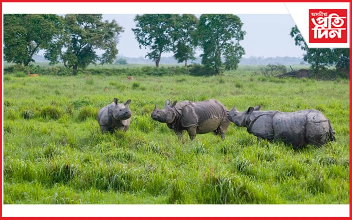 সত্ৰনগৰী মাজুলীত ৫টাকৈ গঁড়ৰ মুক্ত বিচৰণ, আতংকিত ৰাইজ...