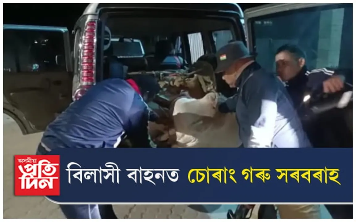 বিলাসী বাহনত মানুহক নহয়, চোৰাং গৰুকহে নিয়ে এইখন অসমত...