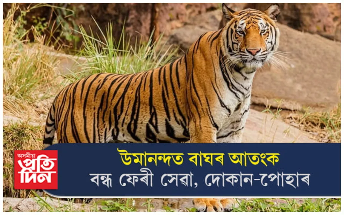 উমানন্দলৈ নাযাব ! লুইত সাঁতুৰি ক্ষুদ্ৰ নদীদ্বীপটোত আশ্ৰয় লৈছে বাঘে...