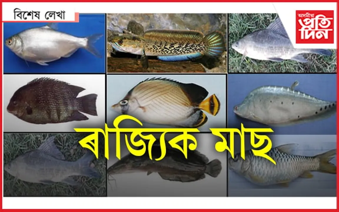 আন ৰাজ্যৰ আছে, আমাৰহে নাই ৰাজ্যিক মাছ...