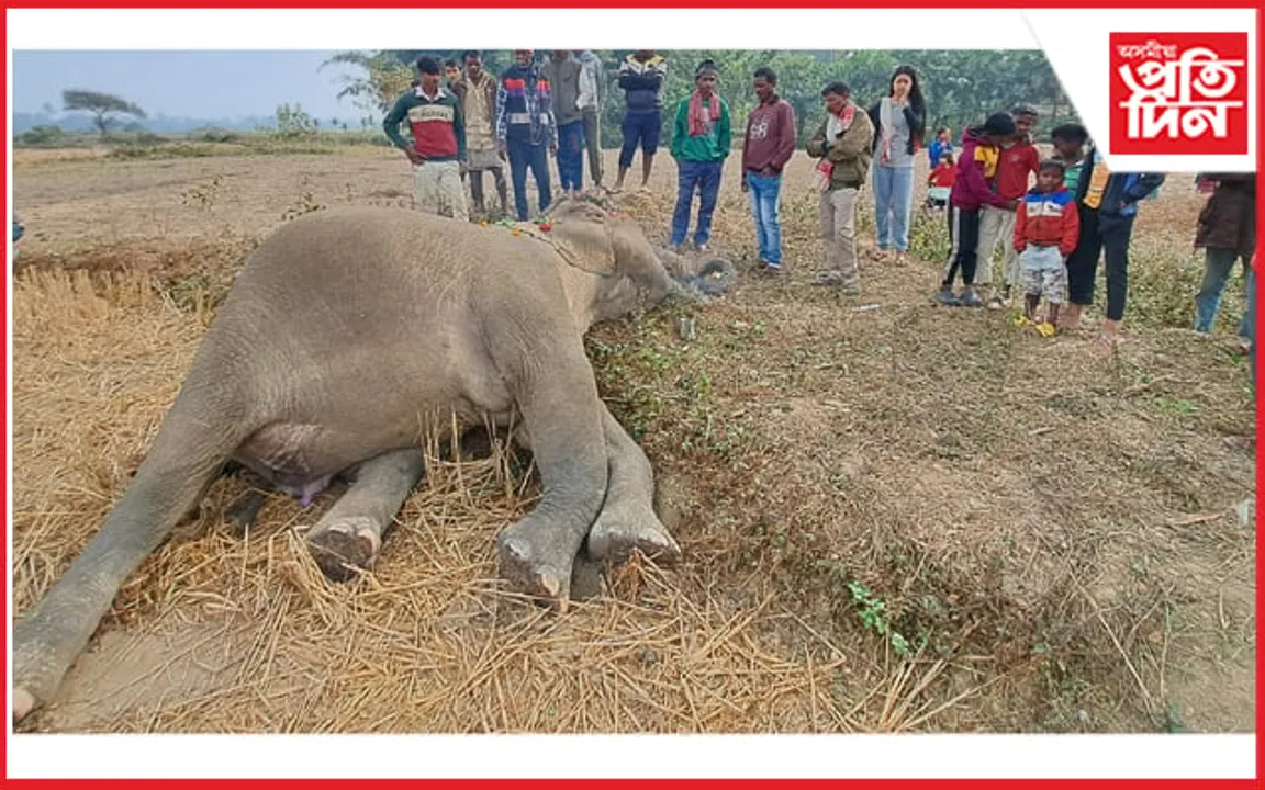 মাৰ্ঘেৰিটাত উৰুকাৰ নিশা বন্য হস্তীৰ ৰহস্যজনক মৃত্যু...