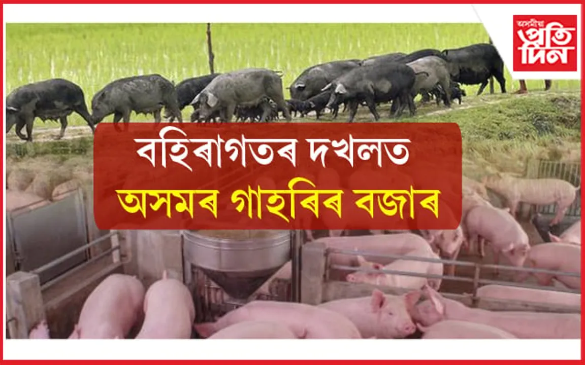 কোনে শুনিব থলুৱা গাহৰি পালকৰ বিননি? বহিঃ ৰাজ্যৰ ব্যৱসায়ীয়ে গ্ৰাস কৰিছে অসমৰ বজাৰ... 