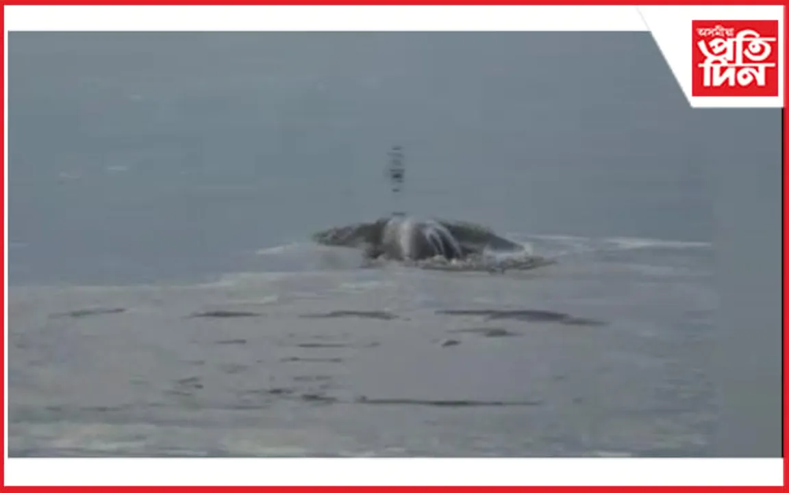 কাজিৰঙাত ডলফিনৰ লুকাভাকু...