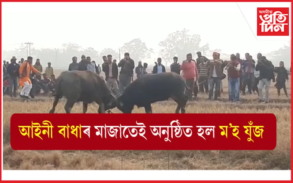 আইনী বাধাৰ মাজতেই পৰম্পৰা ৰক্ষাৰ বাবে অনুষ্ঠিত হ'ল ম'হ যুঁজ... 