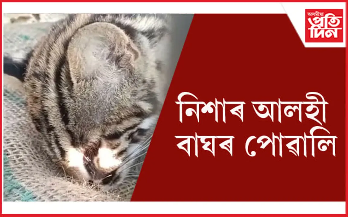 নিশাৰ আলহী হৈ আহিল বাঘৰ পোৱালি... 