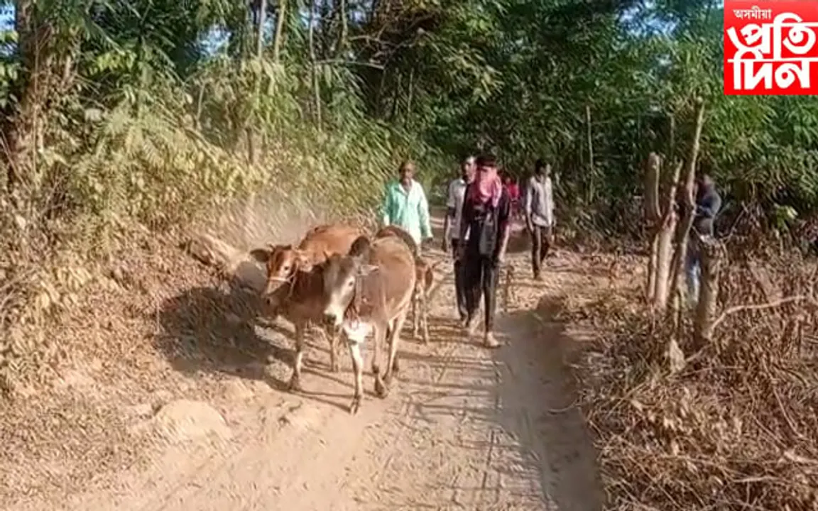 গৰু চৰাবলৈ যোৱা কিশোৰক গছত বান্ধি নিৰ্মমভাৱে প্ৰহাৰ...