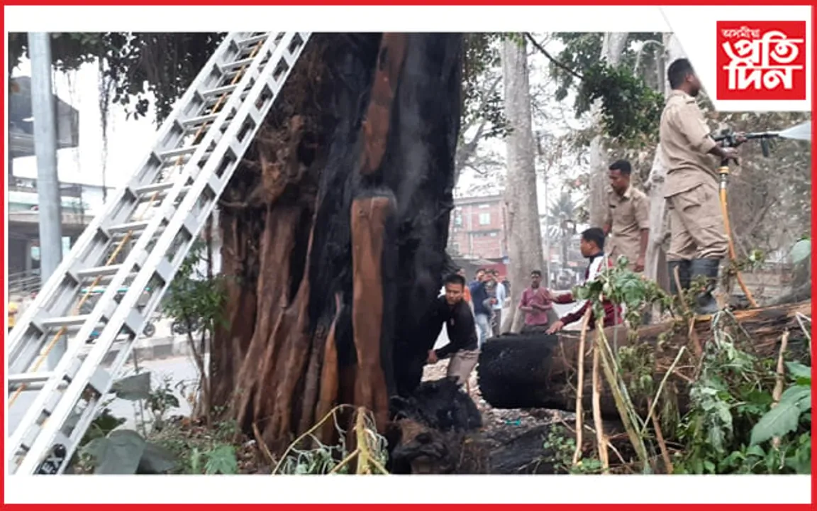 সামান্য অমনোযোগিতাৰ বাবেই জ্বলি ছাঁয় হ'ল ২০০ বছৰীয়া আহঁতগছ... 