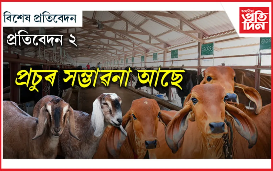 ঠিকেই পোহে উন্নত প্ৰজাতিৰ গাই, পুষ্টিকৰ খাদ্যৰ ব্যৱস্থাহে ৰাজ্যত নাই... 