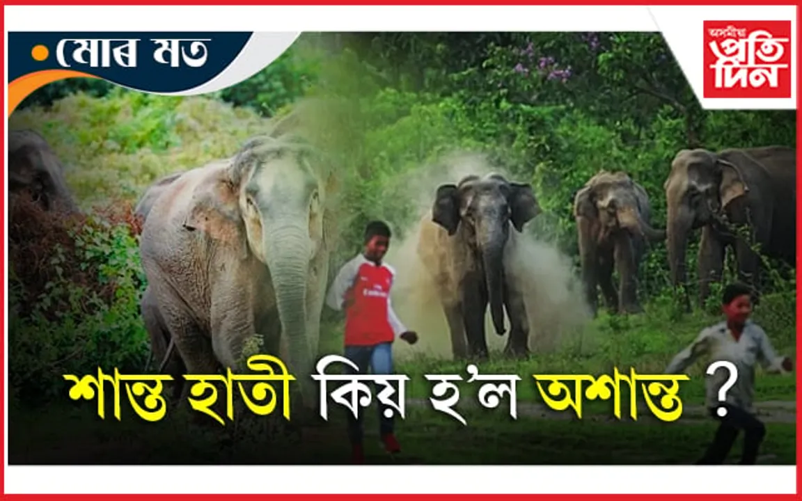 শান্ত হাতীক হিংস্ৰ কৰি তোলাৰ আঁৰত কোন?
