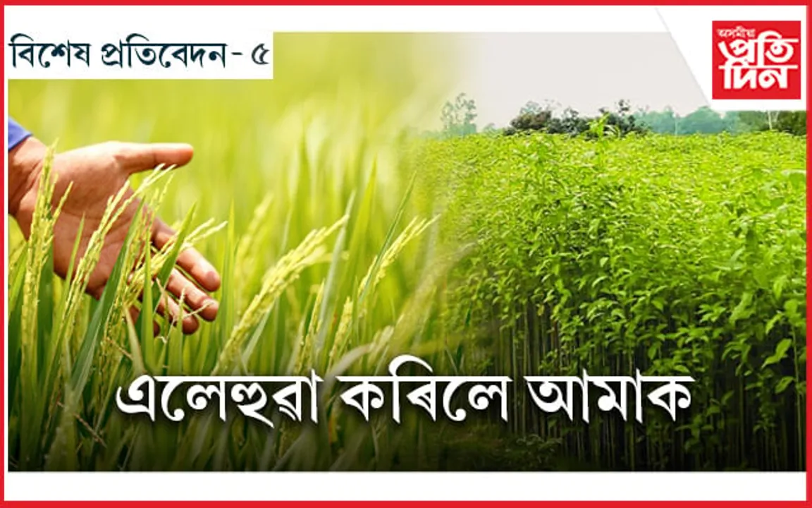 ৰাজ্যৰ কৃষিখণ্ডৰ ভয়াৱহ ছবি, খেতি-বাতি, মাটিলৈ আমি যেন দিছো পিঠি