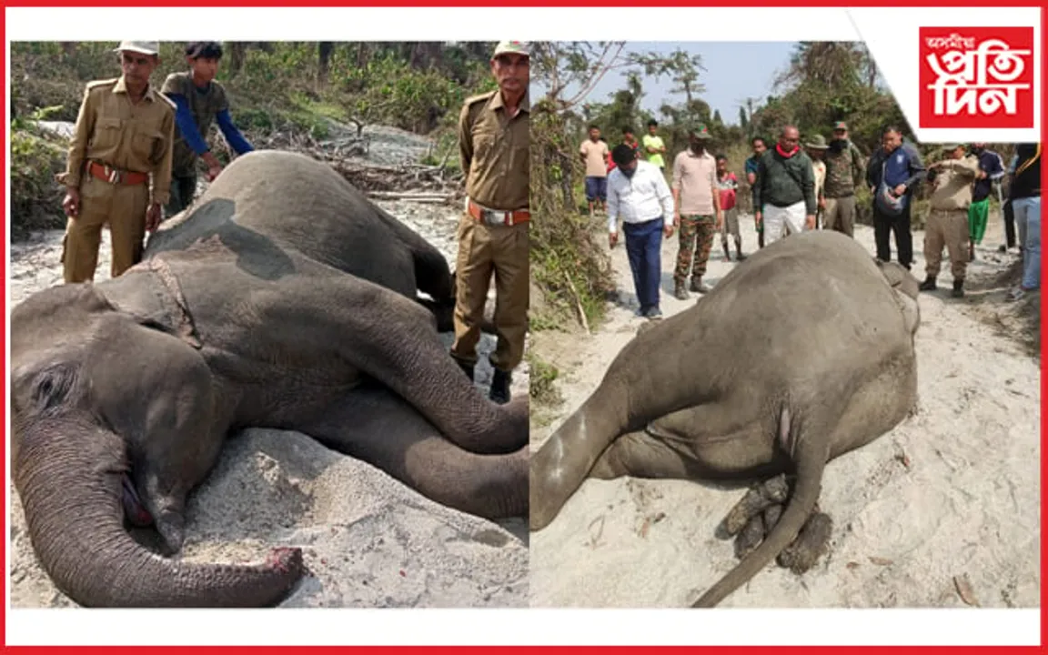 ভাৰত-ভূটান সীমান্তৰ পাটাবাৰীত গৰ্ভৱতী বনৰীয়া হাতীৰ মৃতদেহ উদ্ধাৰ...