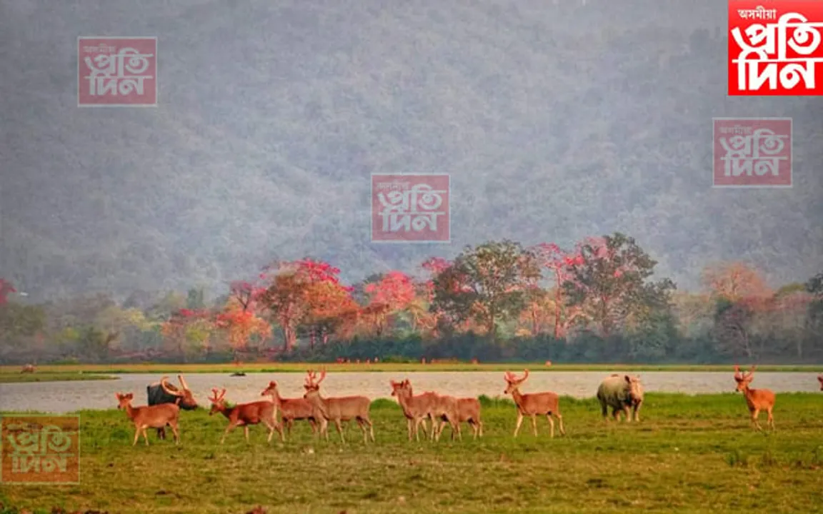 আজি বিশ্ব বন্যপ্ৰাণী দিৱস, সমগ্ৰ বিশ্বই কৰিব পালন... 