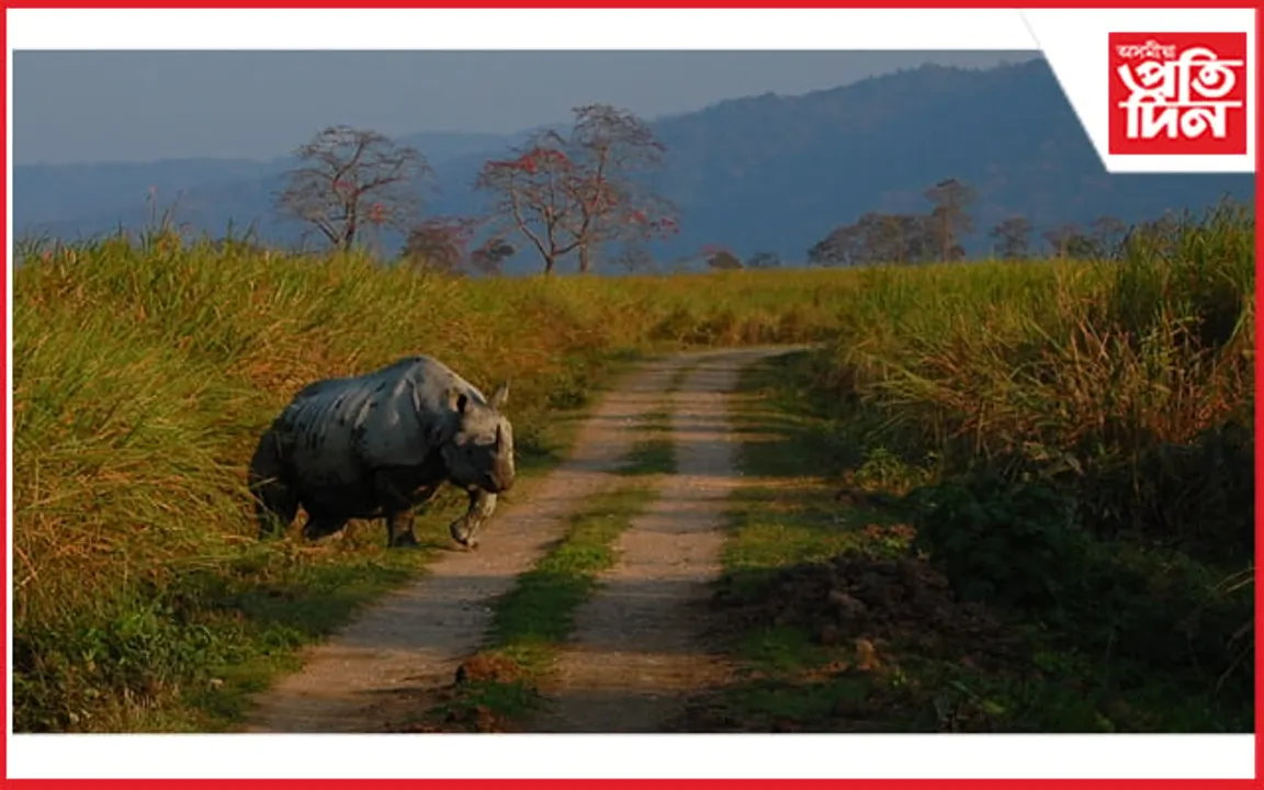 কাজিৰঙাত আকৌ আৰম্ভ হ'ল গঁড় হত্যা
