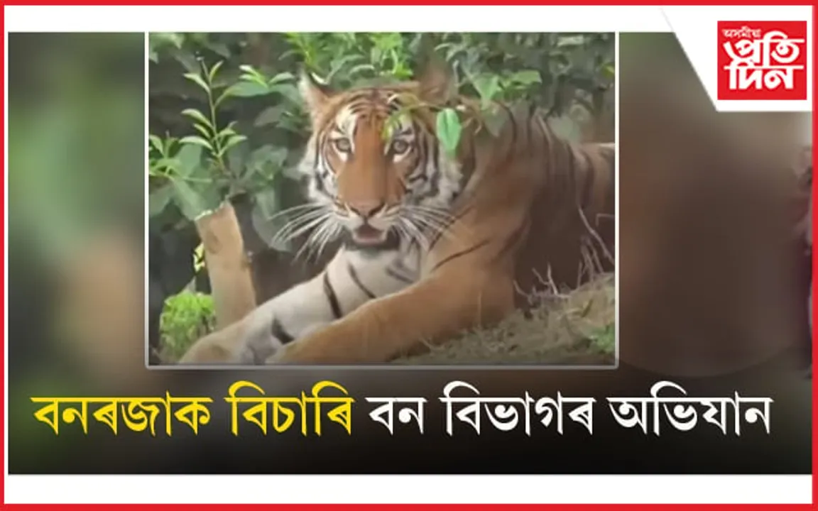 বাঘ খেদিবলৈ গৈ বিফল বন বিভাগ ! সকলোৰে চকুত ধৰা দিয়া বাঘটো হঠাৎ হ'ল অন্তৰ্ধান....