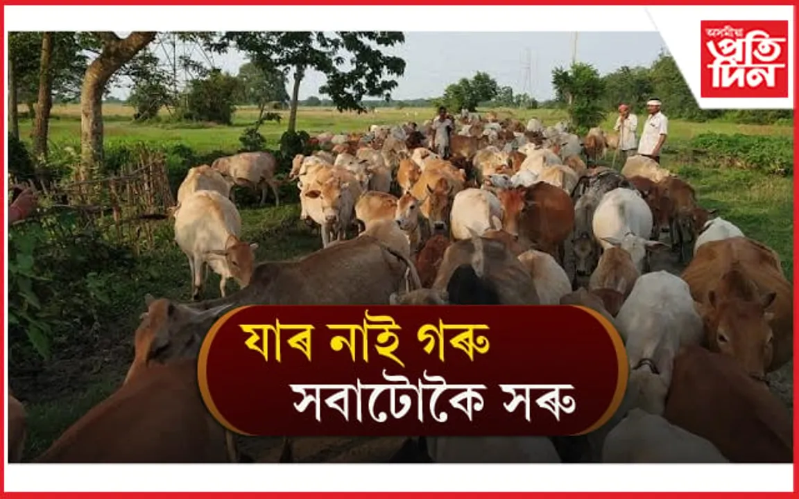 গ্ৰাম্য সমাজৰ পৰা ক্ৰমাৎ হেৰাই গৈছে পৰম্পৰাগত গো-পাল প্ৰথা...