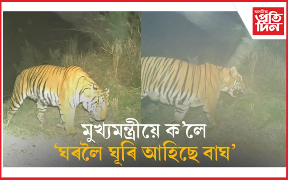 উচ্ছেদিত বুঢ়াচাপৰি বনাঞ্চলত বাঘৰ মুক্ত বিচৰণঃ মুখ্যমন্ত্ৰীয়ে শ্বেয়াৰ কৰিলে ফটো...