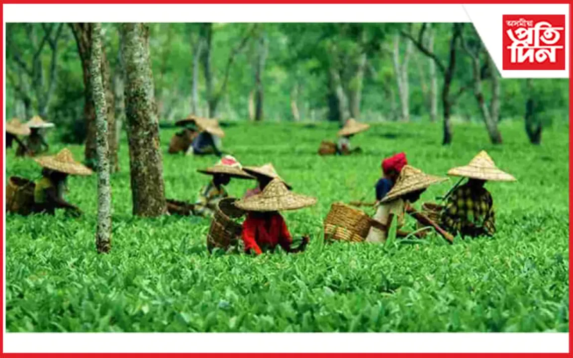 ৰাজ্যত ২১ খন চাহ বাগিছা বিক্ৰী হ'ল এটা বছৰত
