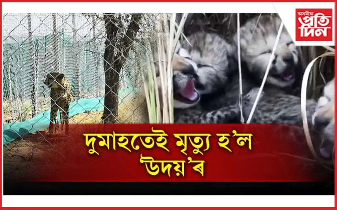 প্ৰথমে 'ছাছা' আৰু আজি 'উদয়' : এমাহতে দুই চিতাৰ মৃত্যু...