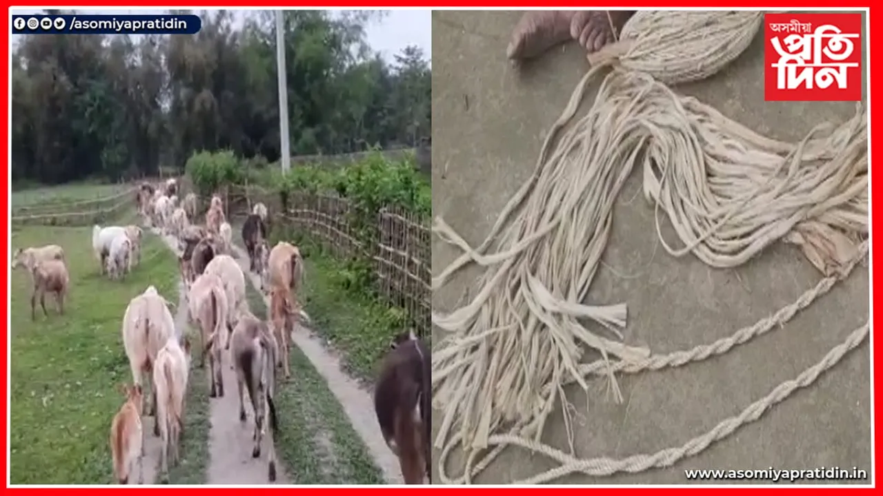 ঢকুৱাখনাত গৰু বিহুৰ প্ৰস্তুতি, তৰা গছৰ পঘা বনোৱাত ব্যস্ত গঞা...