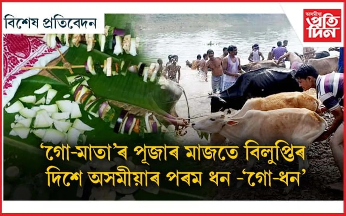 বিহুৰ স্বাভিমান গো-ধনৰ বিলুপ্তিয়ে কিমান দিনলৈ ৰাখিব পাৰিব ? 