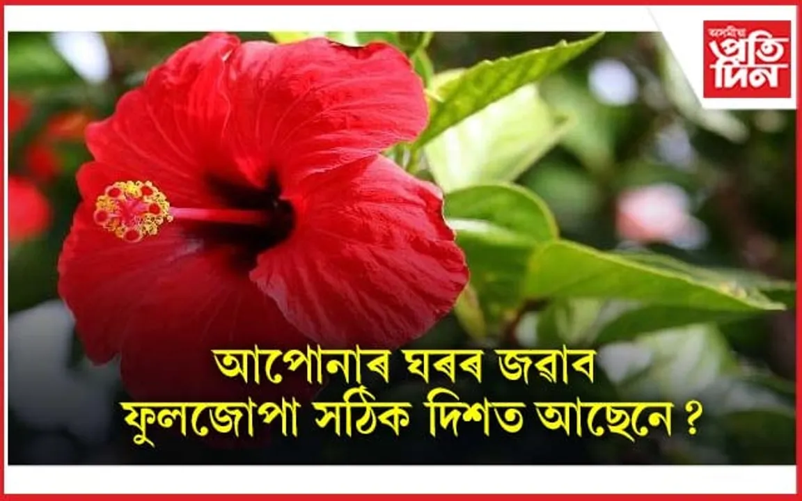 এই দিশত গছ থাকিলে ঘৰলৈ আহে সুখ-শান্তি