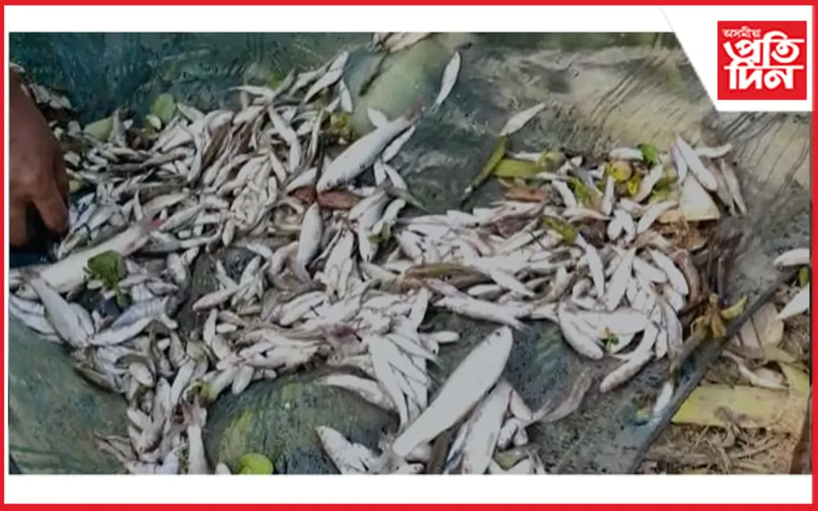 মটৰচাইকেলেৰে অহা দুৰ্বৃত্তই পুখুৰীত ঢালিলে বিষ, নিধন ২৫ কুইণ্টলতকৈ অধিক মাছ...