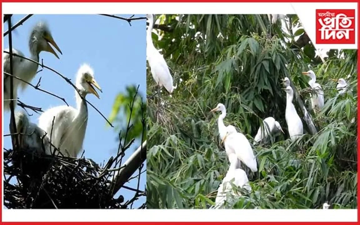 ব'হাগৰ বিয়লি মুক্ত প্ৰকৃতিৰ আশ্ৰয়ত এজাক বগলী