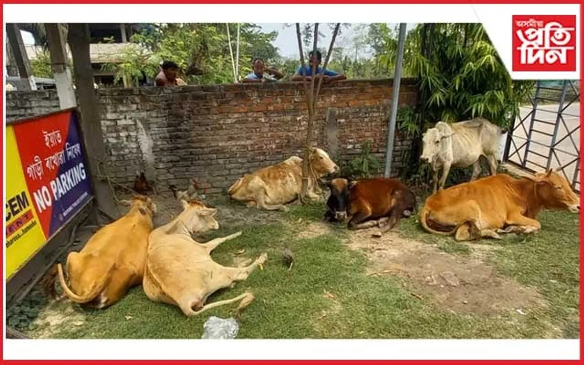 পবিতৰাত গৰু চোৰৰ উপদ্ৰৱ: ৯ টা গৰুসহ এজনক আটক গাঁওৰক্ষী বাহিনীৰ... 