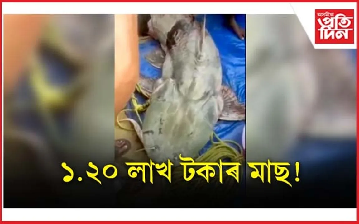 অসমৰ নদীত ১২০ কিলো ওজনৰ গৰুৱা মাছ, বজাৰত চাবলৈ হেতা-ওপৰা.... 