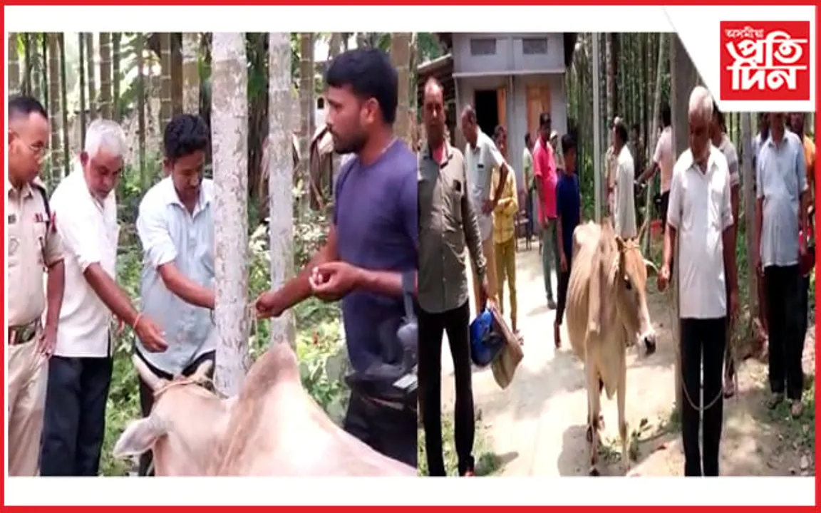 কোকৰাঝাৰত গো-মাফিয়াৰ সন্ত্ৰাস...