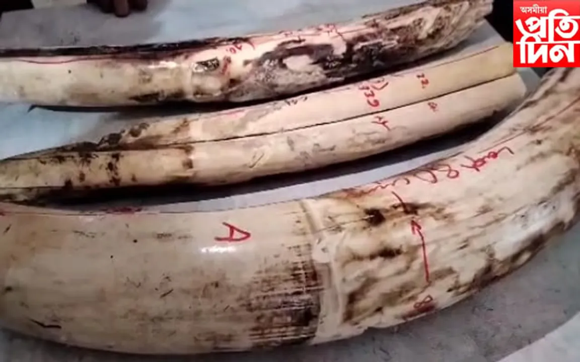 ধেমাজিত ৱাইল্ড লাইফ ক্ৰাইম কন্ট্ৰল ব্যুৰ'ৰ অভিযানত ৩ টাকৈ হাতী দাঁত উদ্ধাৰ, দুজনক গ্ৰেপ্তাৰ...