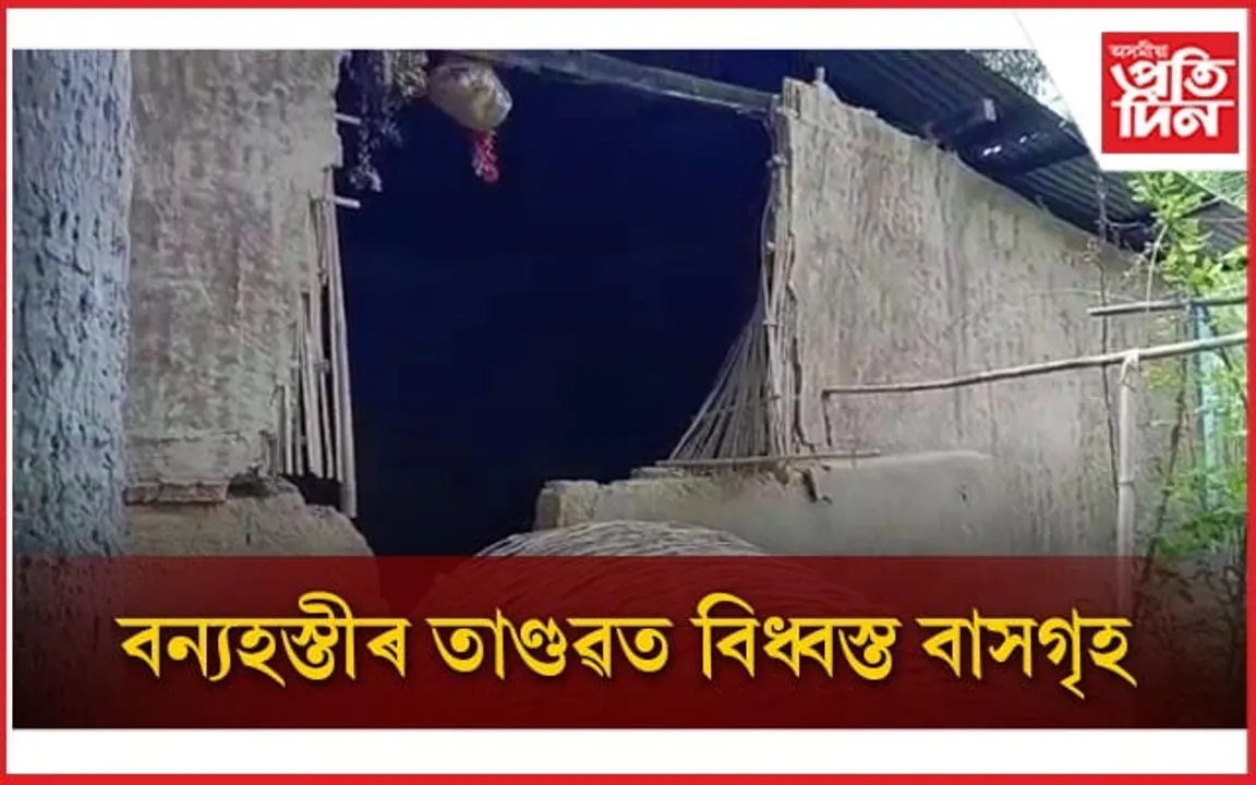 কঠীয়াতলীত বন্যহস্তীৰ সন্ত্ৰাসঃ বাসগৃহ, ভঁৰাল ভাঙি তহিলং...
