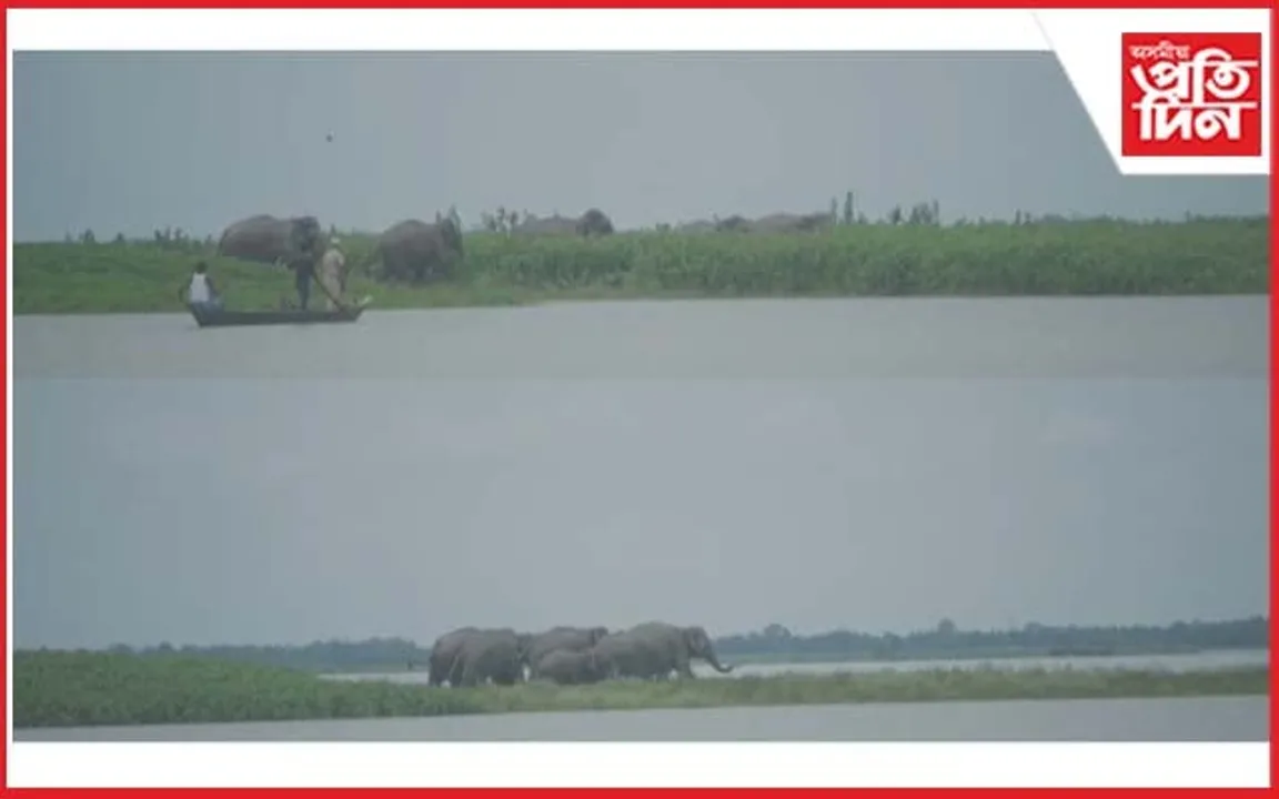 চৌদিশে বানপানীঃ সুৰক্ষিত স্থান বিচাৰি বিশ্বনাথত কাজিৰঙাৰ হাতীৰ জাক...