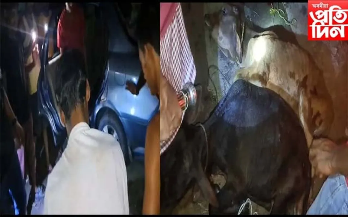 বিলাসী বাহনত মানুহৰ পৰিৱৰ্তে গৰুঃ আটক সৰবৰাহকাৰী...