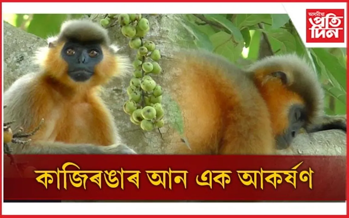 কাজিৰঙাৰ ঘাইপথত পথচাৰীক আকৰ্ষণ কৰিছে এক বিশেষ প্ৰজাতিৰ বান্দৰে...