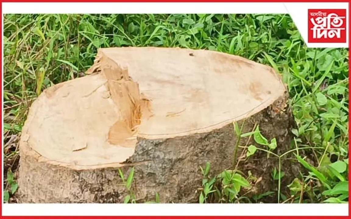 জনশূণ্য কবু চাপৰিত কাঠ মাফিয়াৰ ৰাজত্ব... 